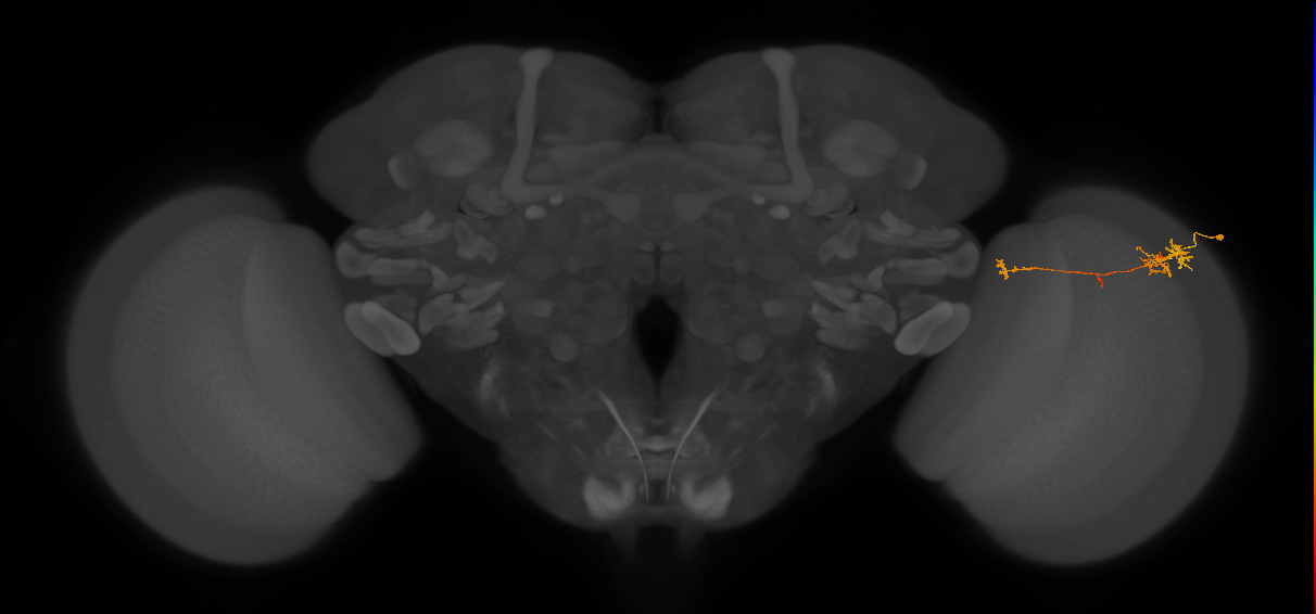 TmY10_R (MaleCNS:103993)