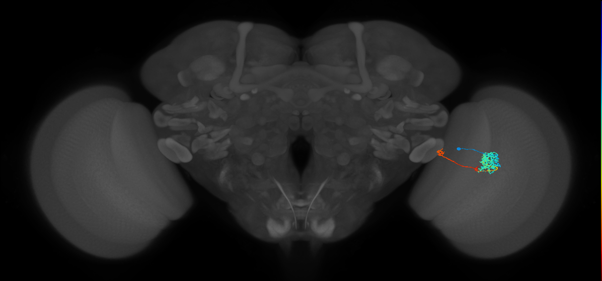 TmY10_R (MaleCNS:62472)
