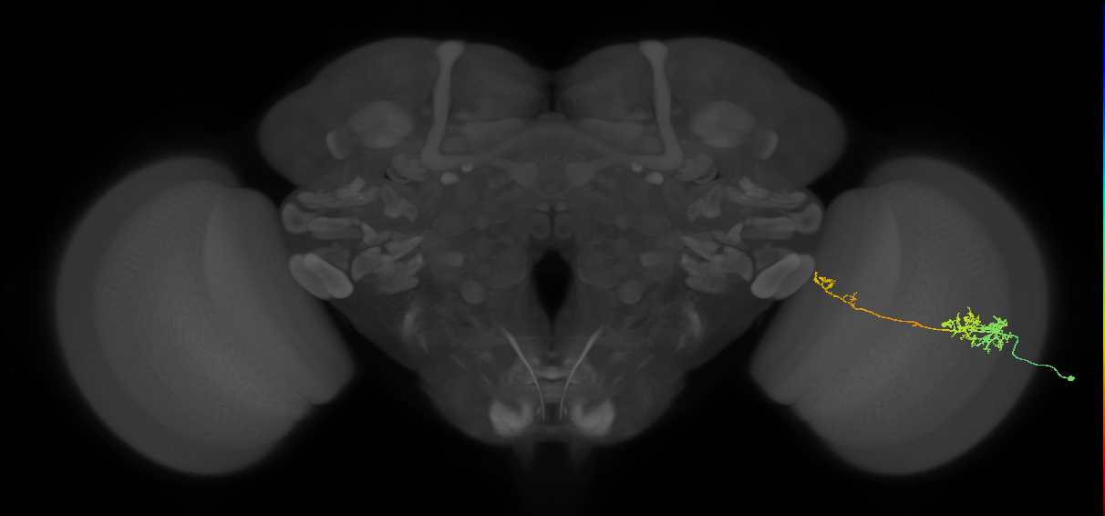 TmY10_R (MaleCNS:69236)