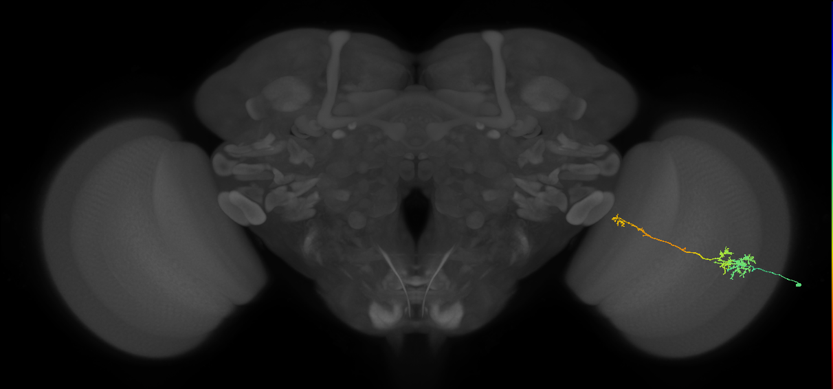 TmY10_R (MaleCNS:72432)