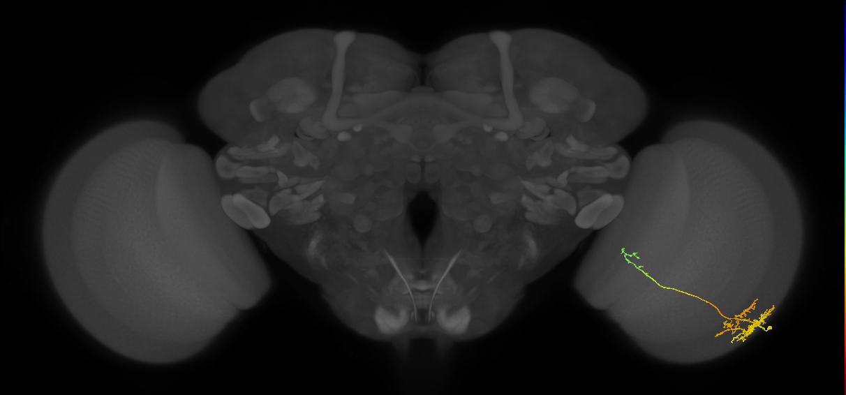 TmY10_R (MaleCNS:54921)