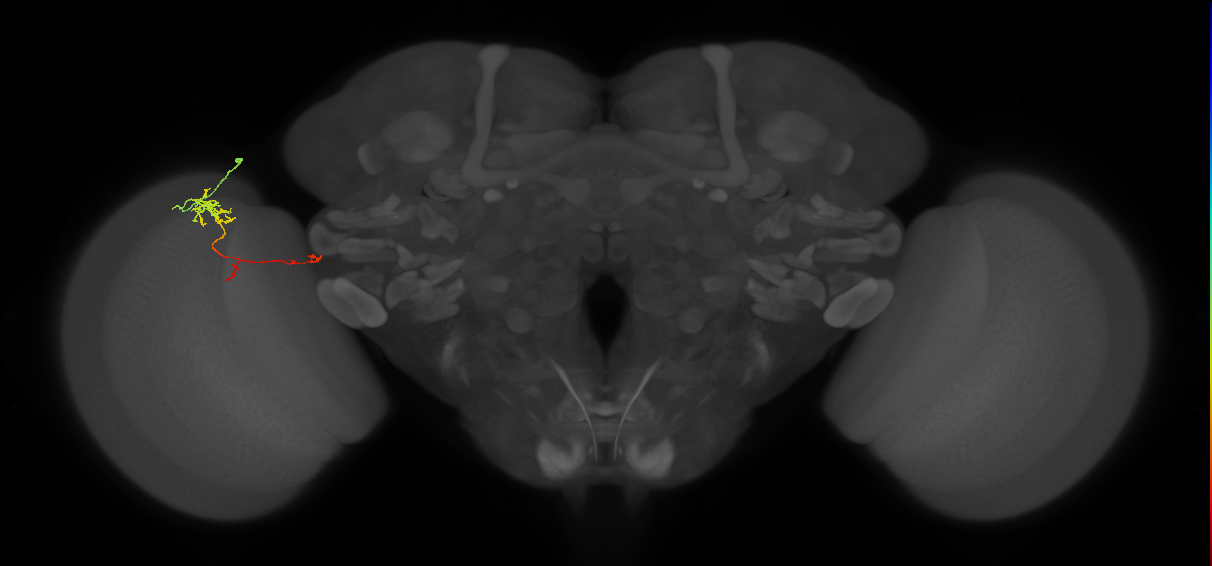 TmY10_L (MaleCNS:535549)