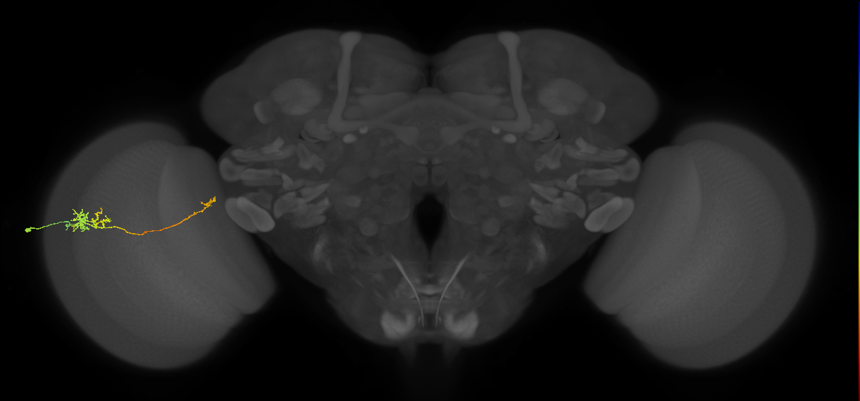 TmY10_L (MaleCNS:47616)