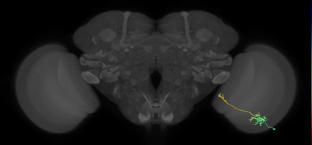TmY10_R (MaleCNS:62657)
