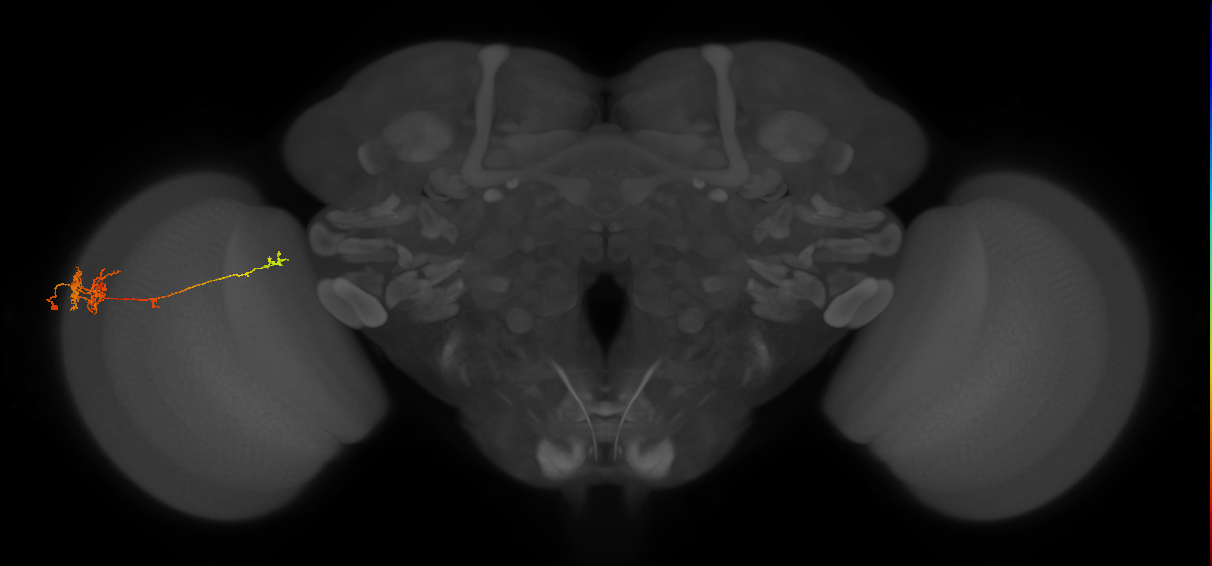 TmY10_L (MaleCNS:72445)