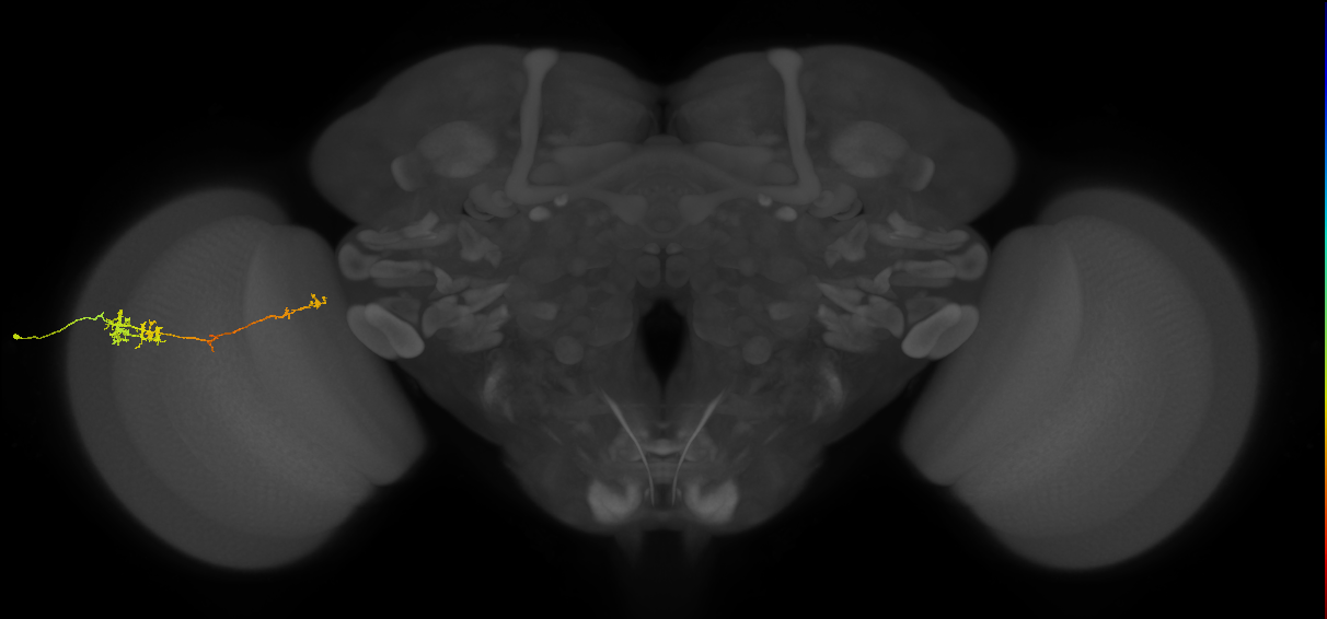TmY10_L (MaleCNS:91203)