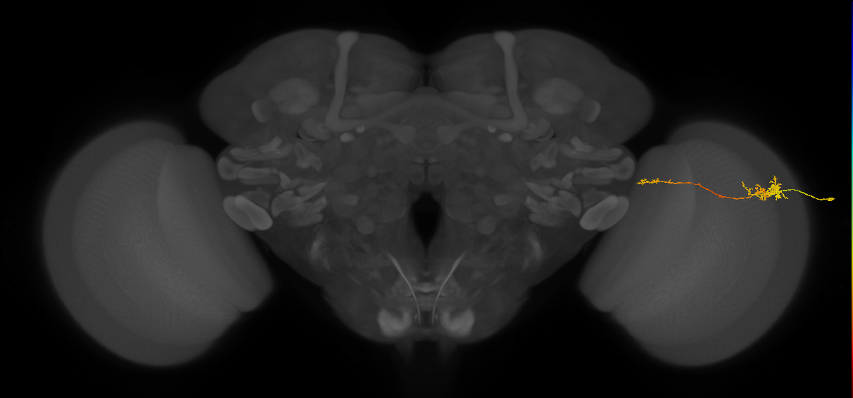 TmY10_R (MaleCNS:85990)