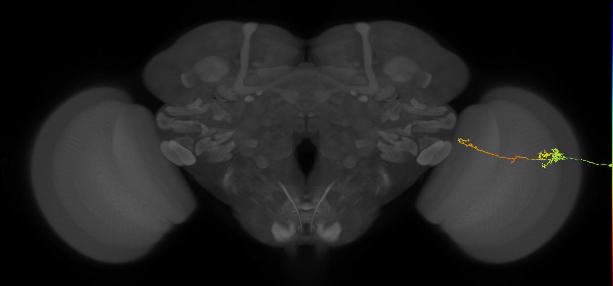 TmY10_R (MaleCNS:117663)