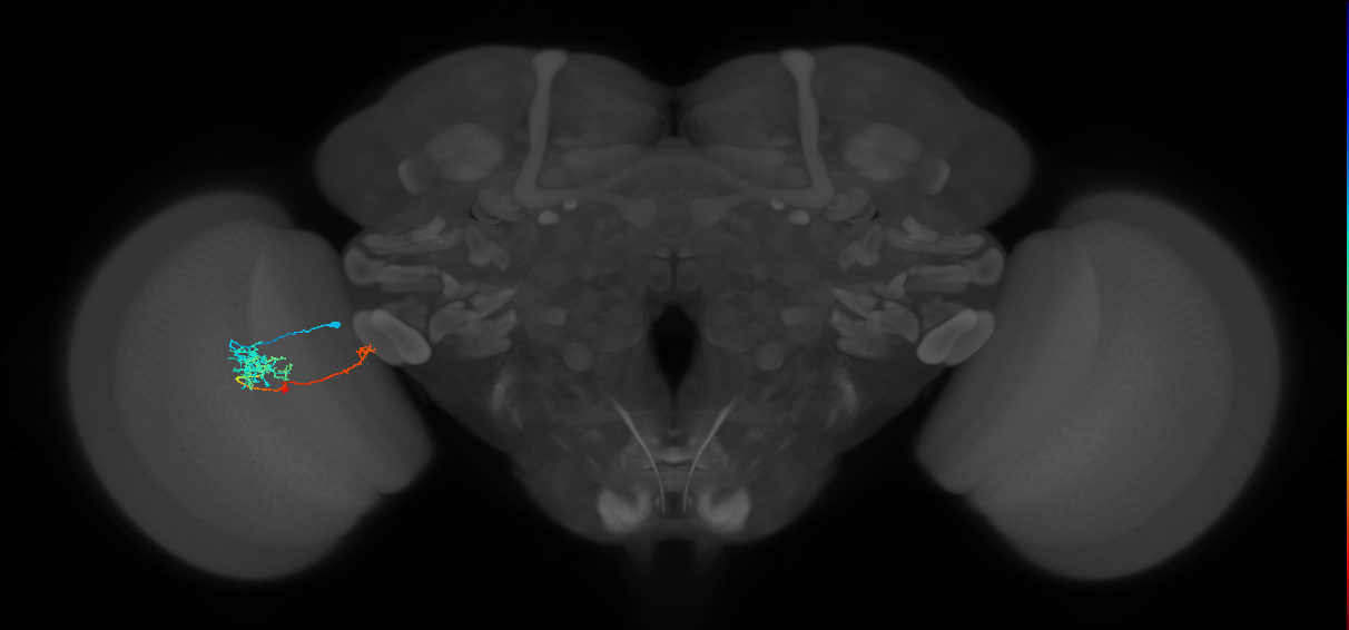 TmY10_L (MaleCNS:543480)
