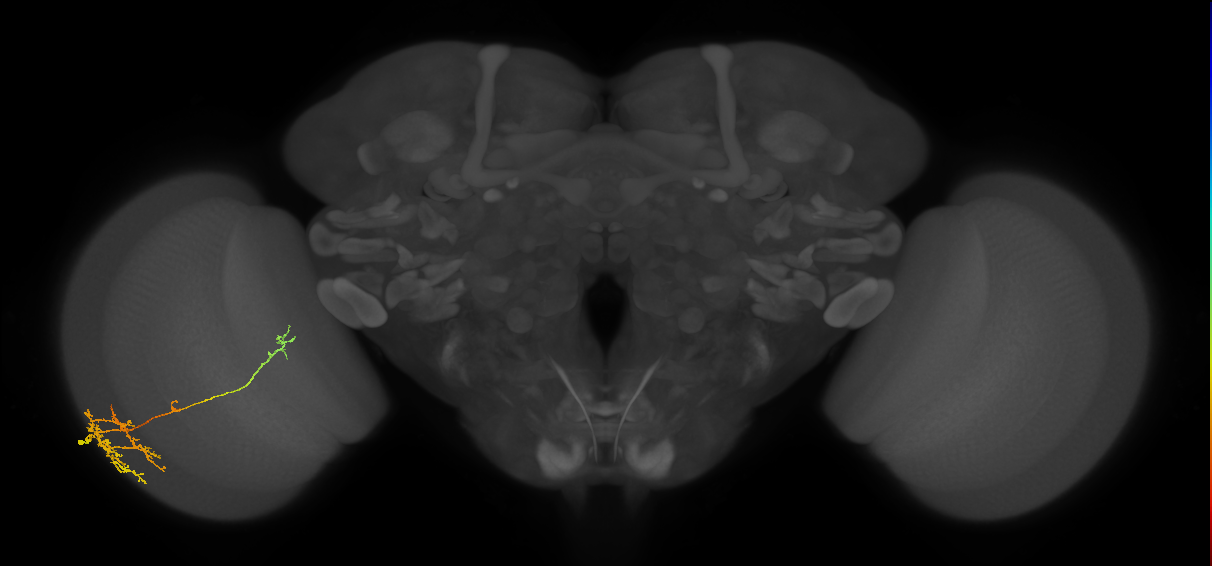 TmY10_L (MaleCNS:518424)