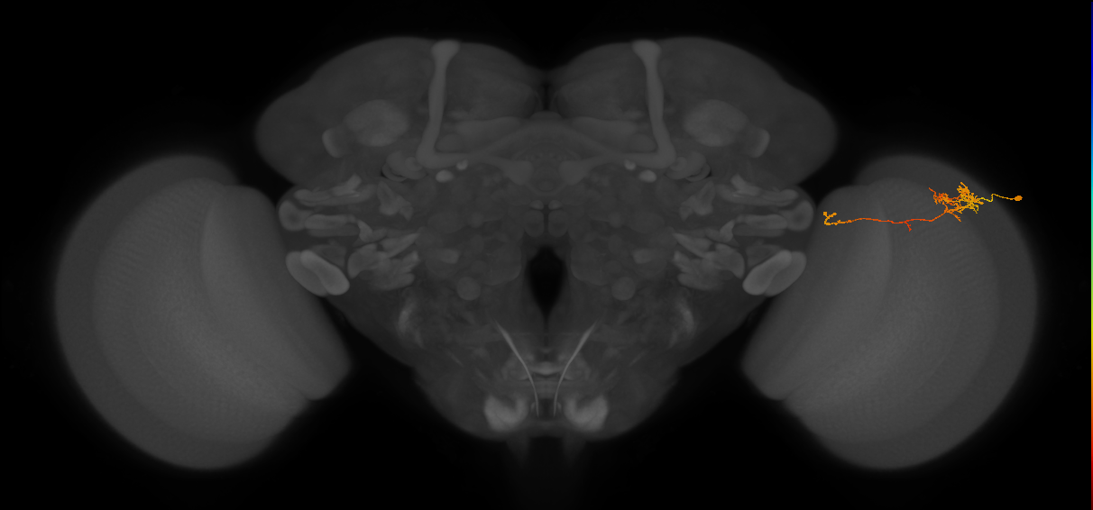 TmY10_R (MaleCNS:94070)