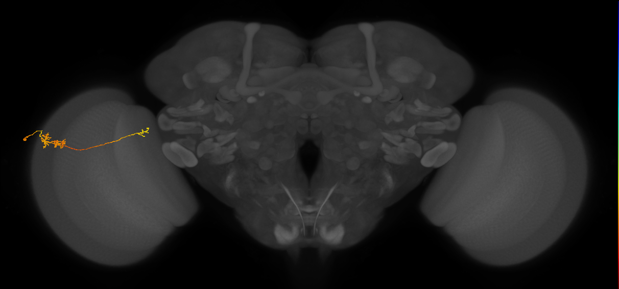 TmY10_L (MaleCNS:131505)