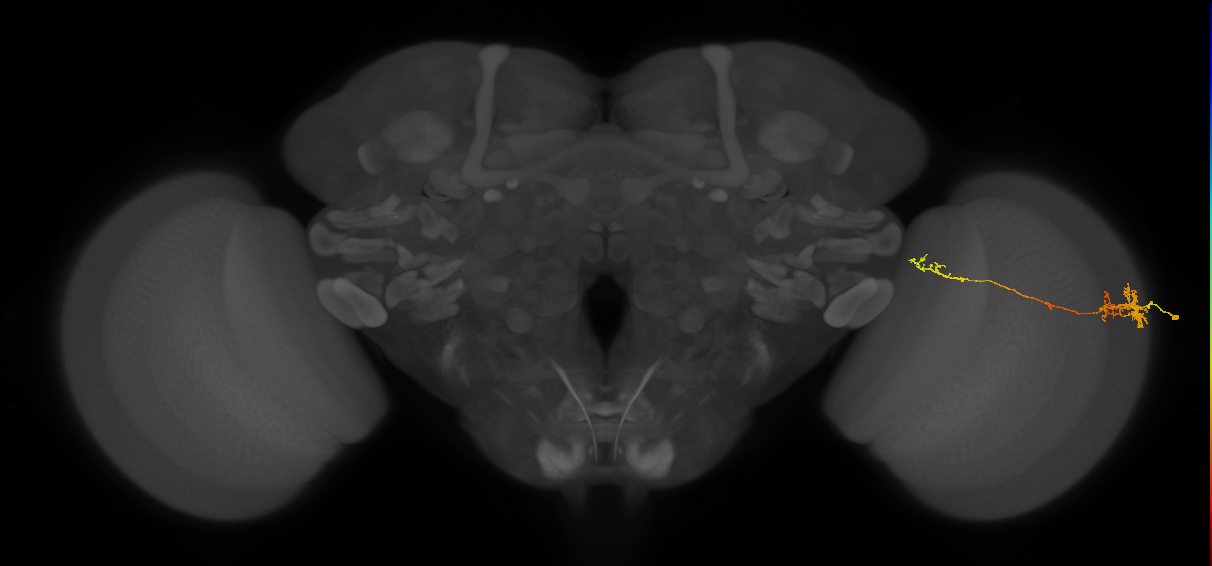 TmY10_R (MaleCNS:74445)