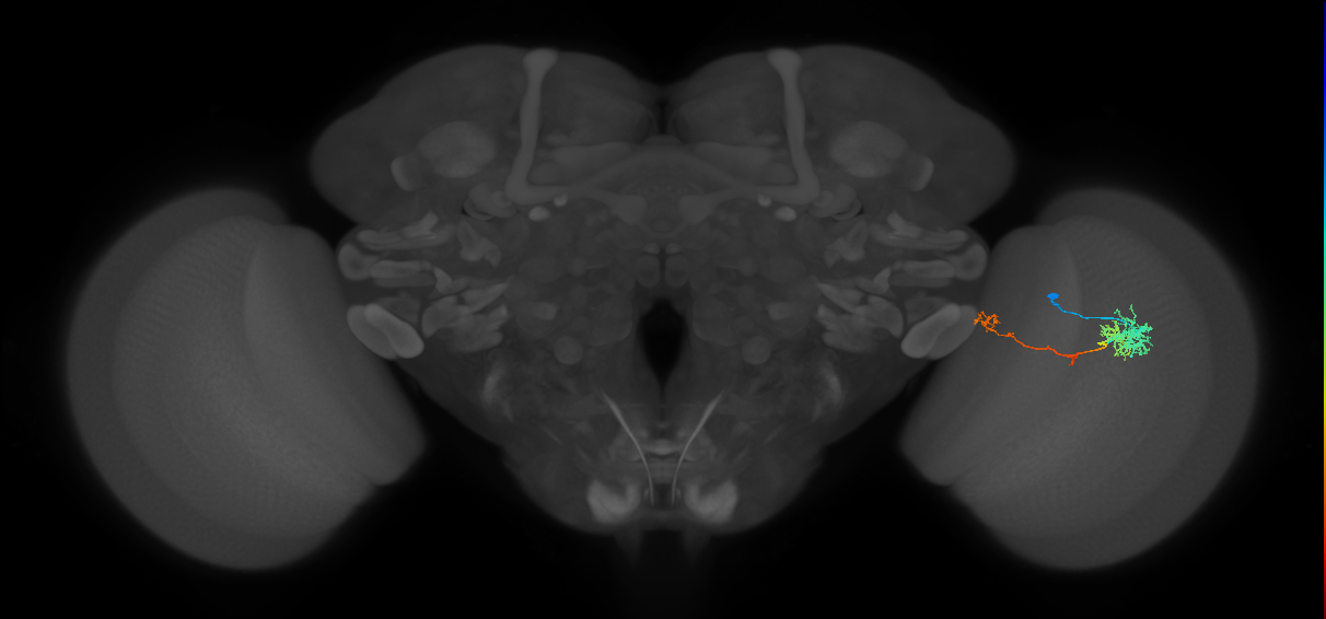 TmY10_R (MaleCNS:66797)