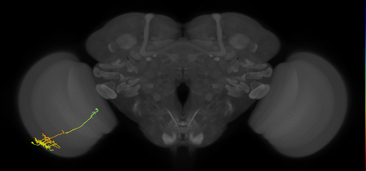 TmY10_L (MaleCNS:44580)