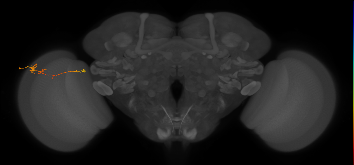 TmY10_L (MaleCNS:97299)