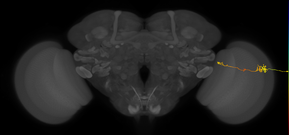TmY10_R (MaleCNS:104361)