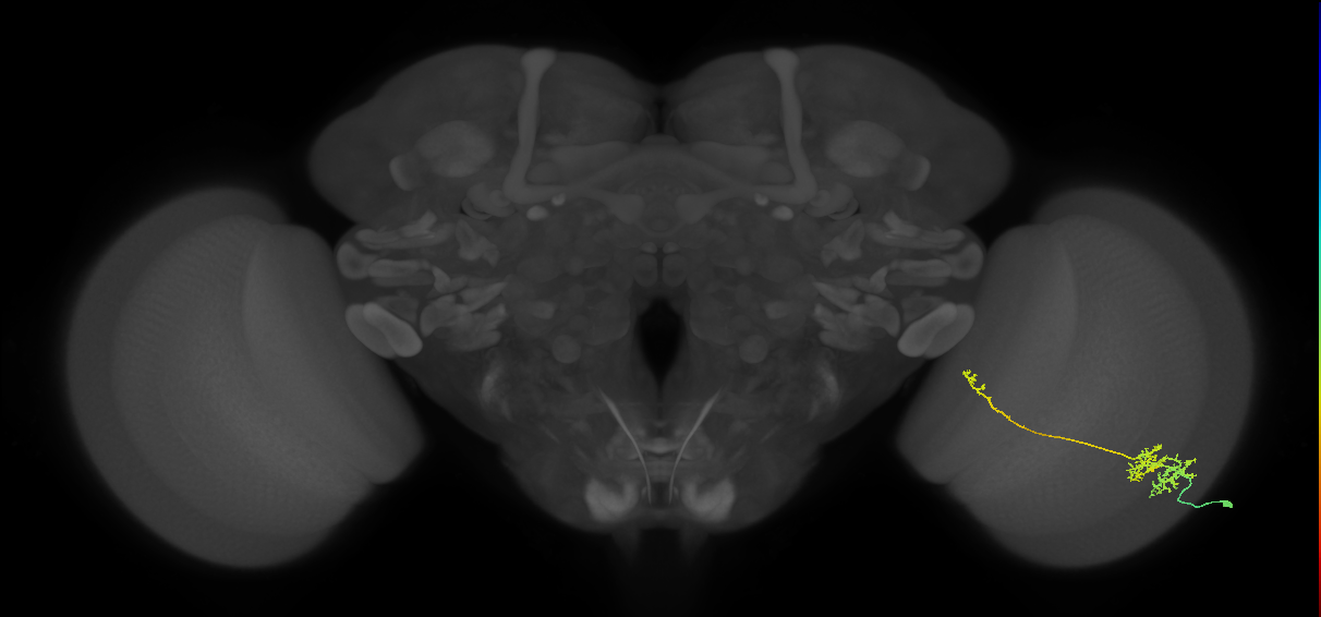 TmY10_R (MaleCNS:45148)