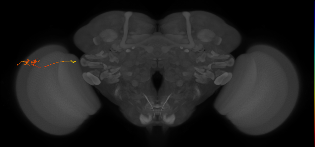 TmY10_L (MaleCNS:96174)