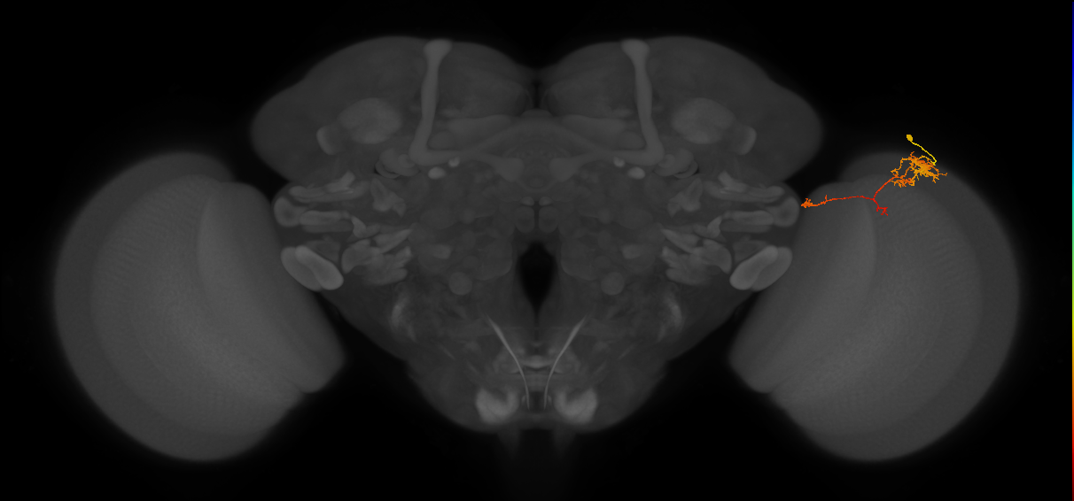 TmY10_R (MaleCNS:82268)
