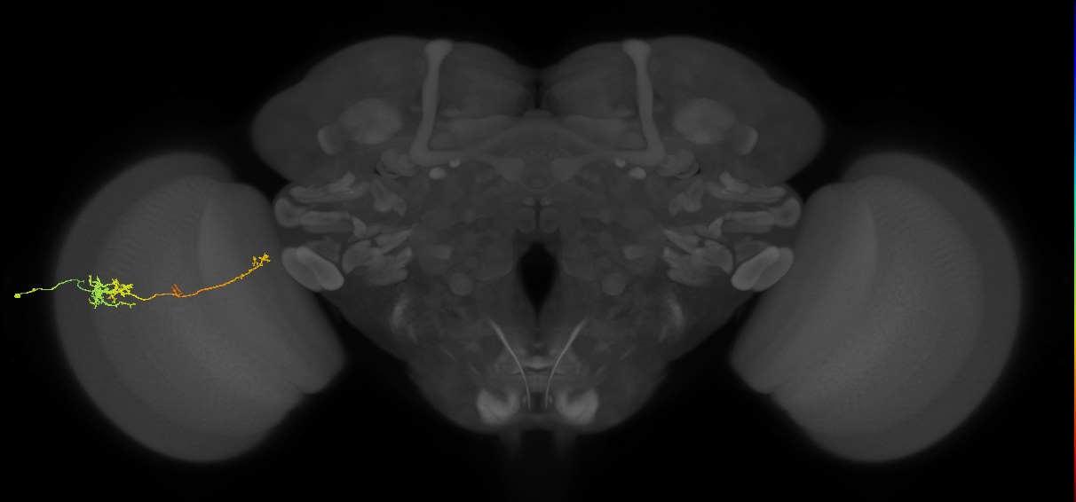 TmY10_L (MaleCNS:95826)