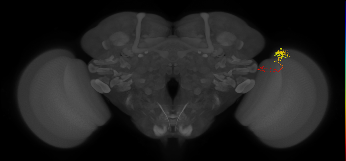 TmY13_R (MaleCNS:79878)
