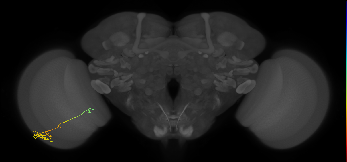 TmY13_L (MaleCNS:527006)