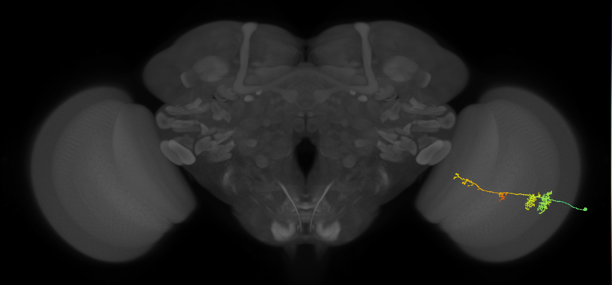 TmY13_R (MaleCNS:42535)
