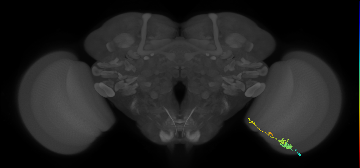 TmY13_R (MaleCNS:64493)