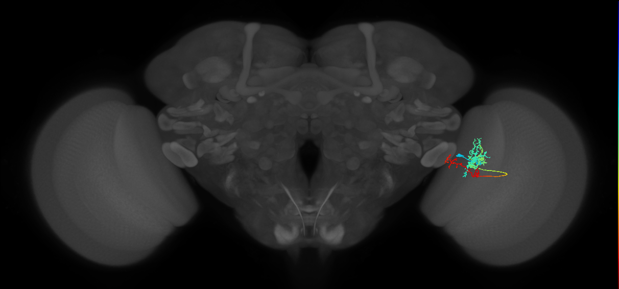 TmY13_R (MaleCNS:48932)