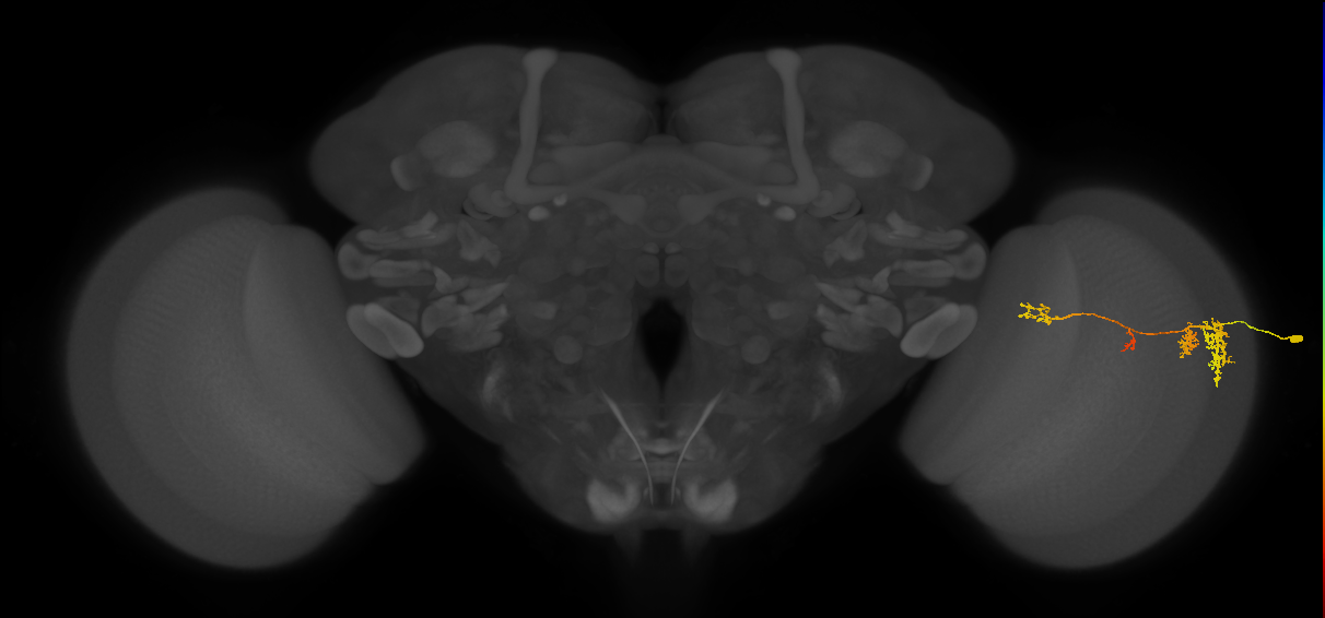 TmY13_R (MaleCNS:45830)