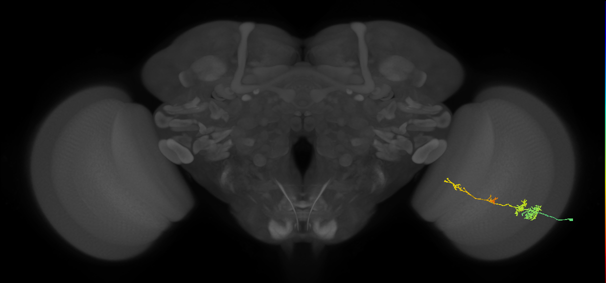 TmY13_R (MaleCNS:43049)