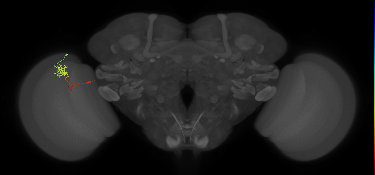 TmY13_L (MaleCNS:78054)