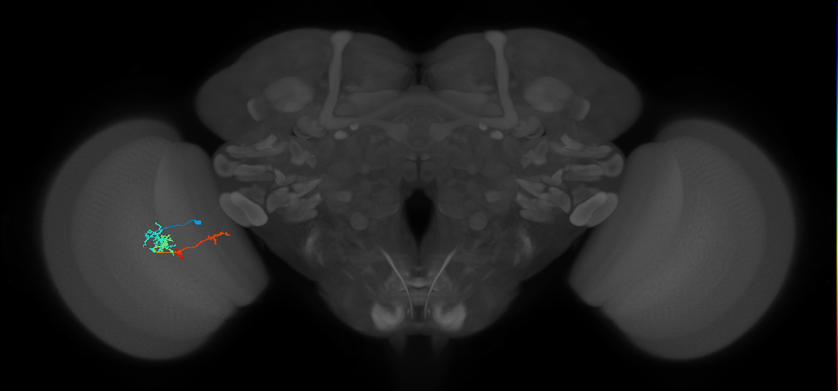TmY13_L (MaleCNS:64357)