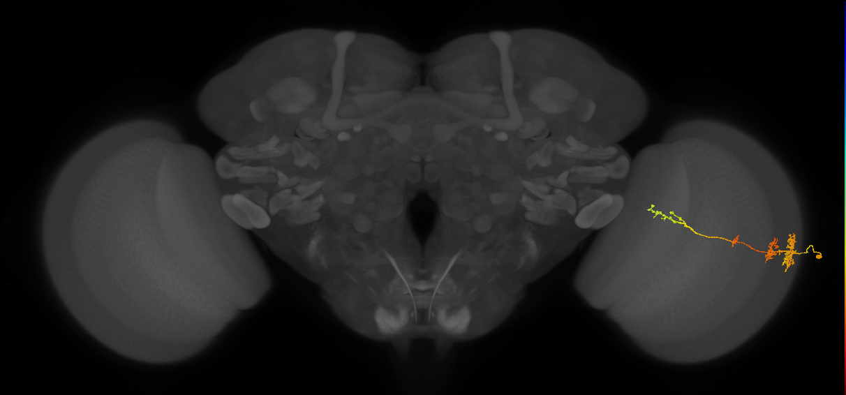 TmY13_R (MaleCNS:46911)