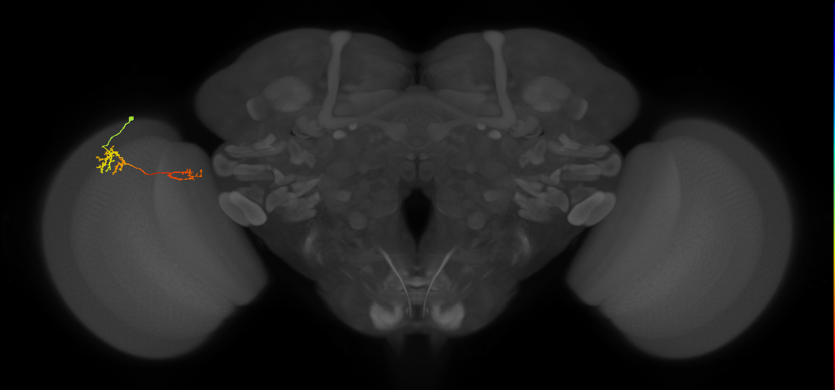 TmY13_L (MaleCNS:539008)