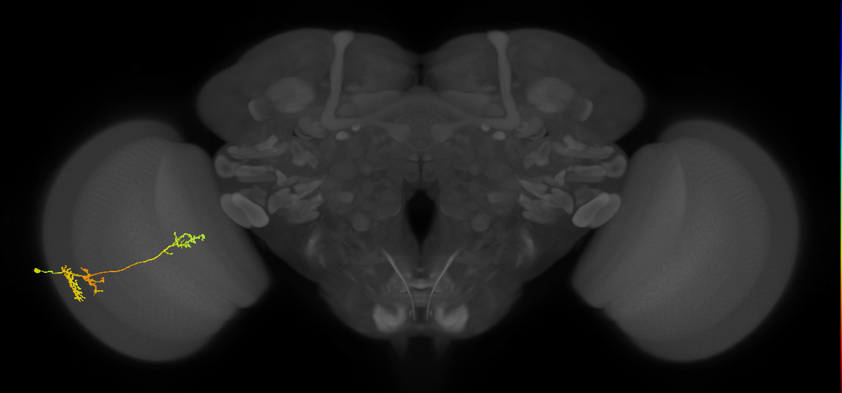TmY13_L (MaleCNS:524192)