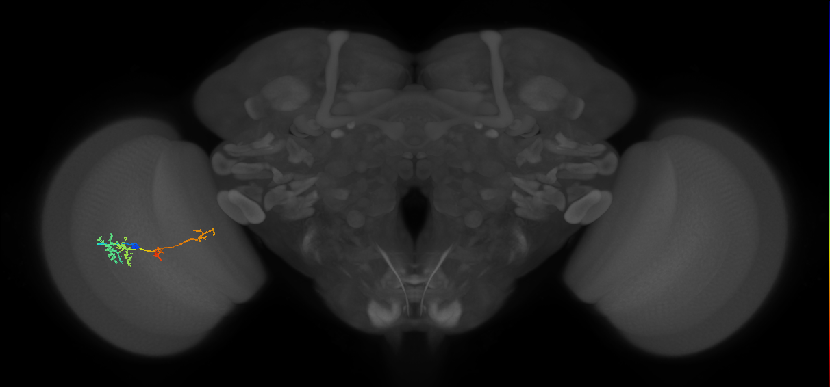 TmY13_L (MaleCNS:52349)