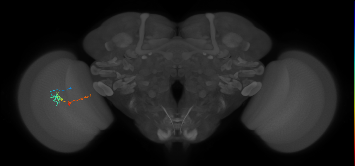 TmY13_L (MaleCNS:37104)