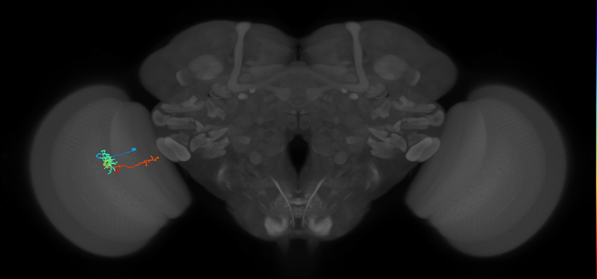TmY13_L (MaleCNS:101496)