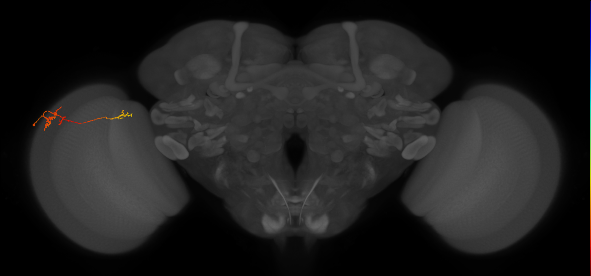TmY13_L (MaleCNS:124988)