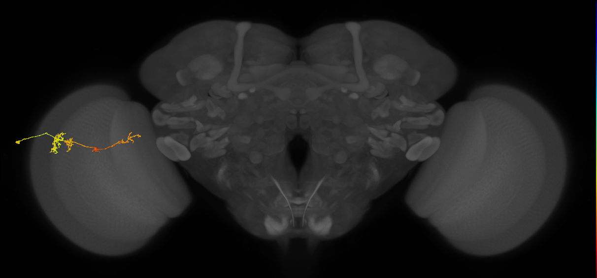 TmY13_L (MaleCNS:544004)