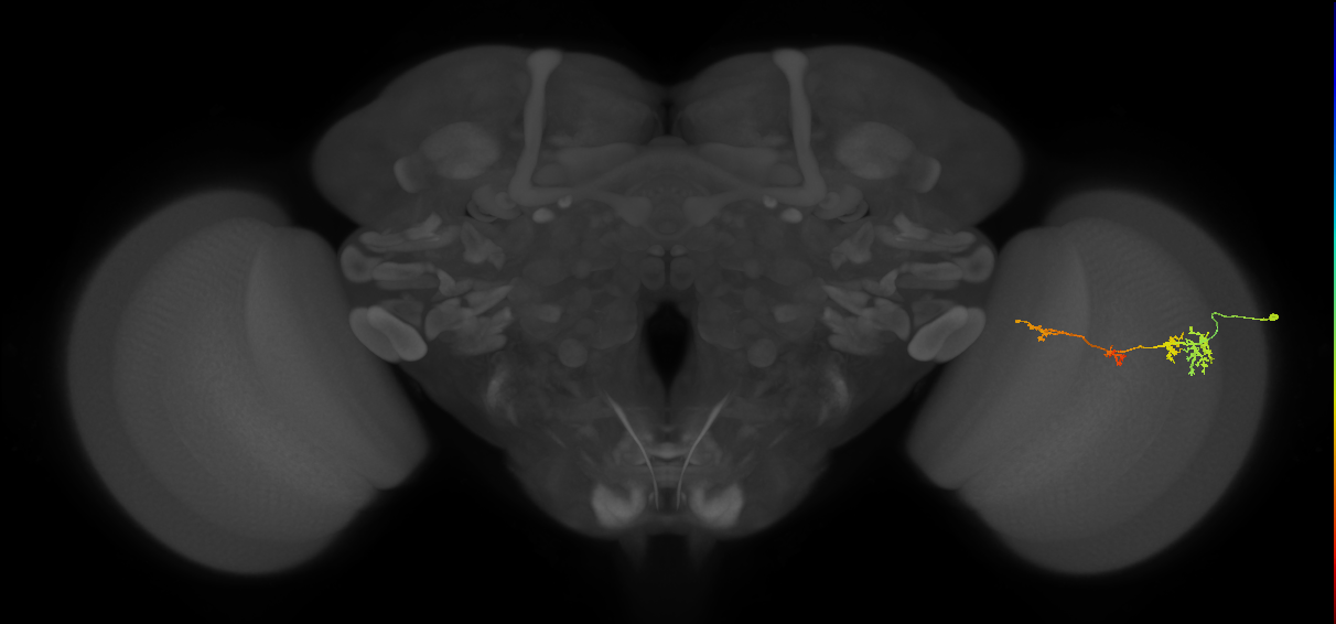 TmY13_R (MaleCNS:55057)