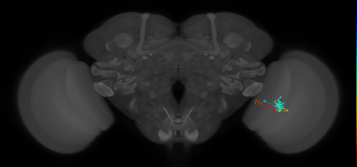 TmY13_R (MaleCNS:67049)