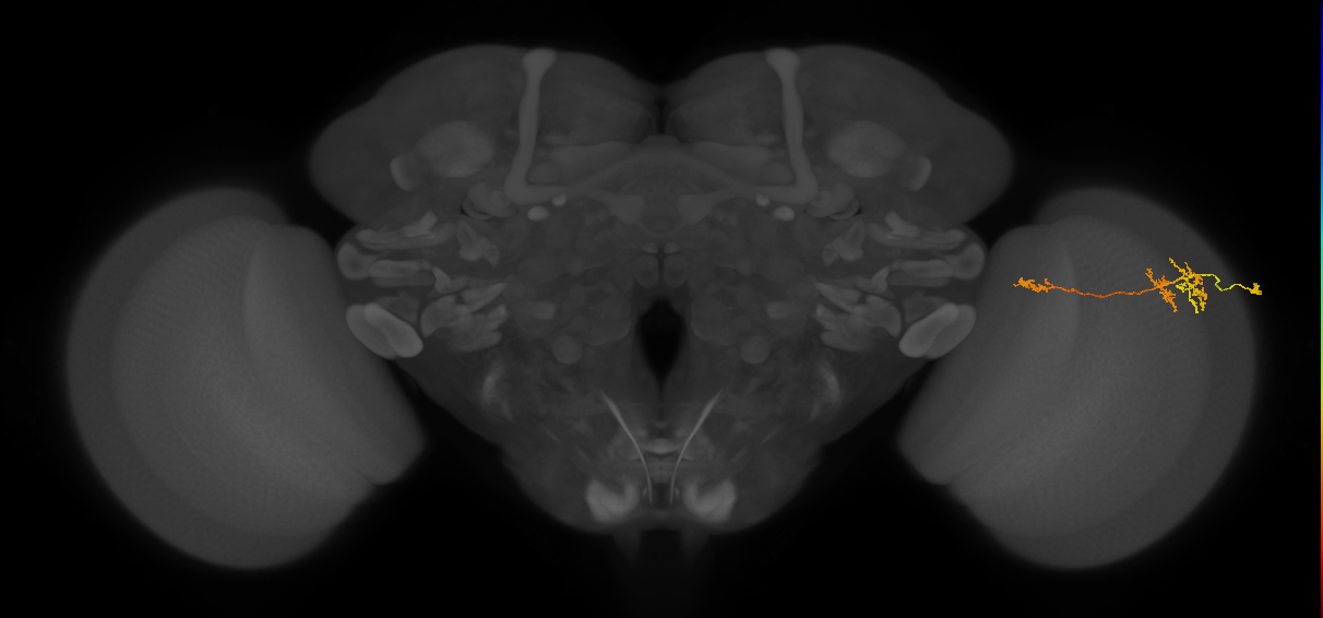 TmY13_R (MaleCNS:60168)