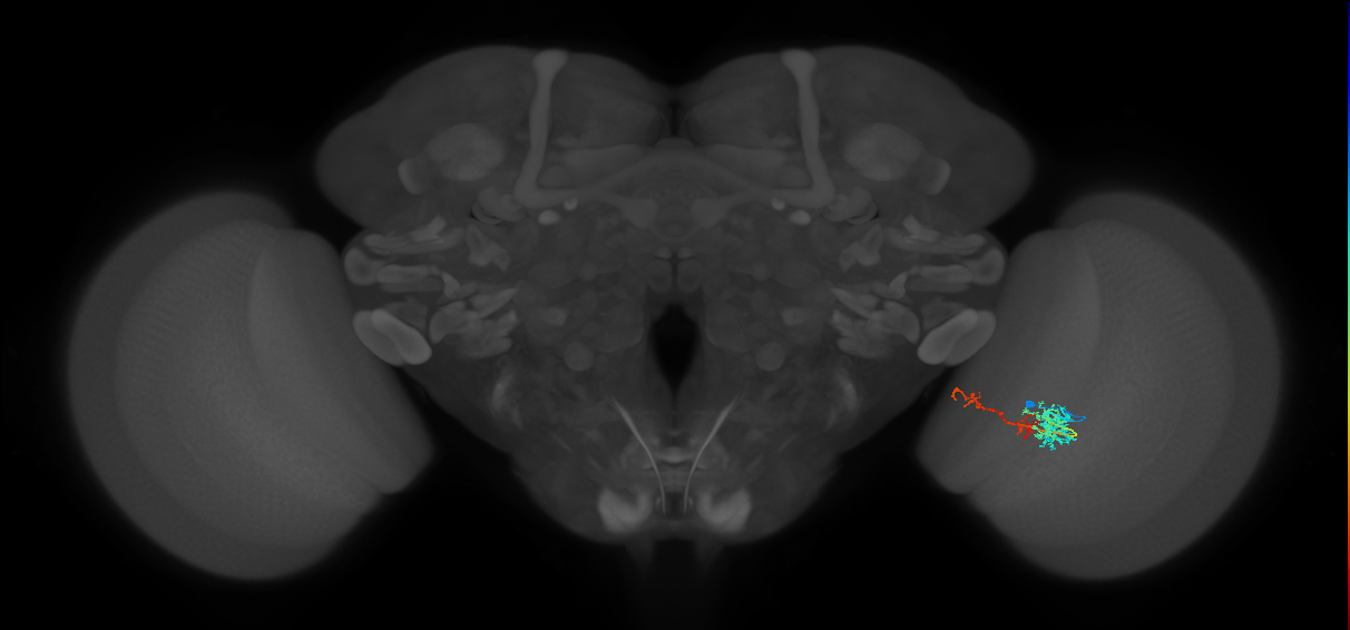 TmY13_R (MaleCNS:58617)