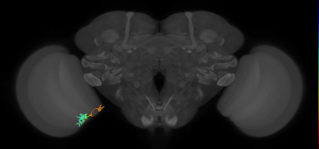 TmY13_L (MaleCNS:65996)