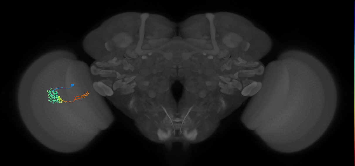 TmY13_L (MaleCNS:517698)