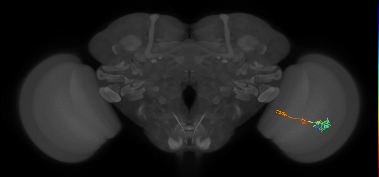TmY13_R (MaleCNS:54836)