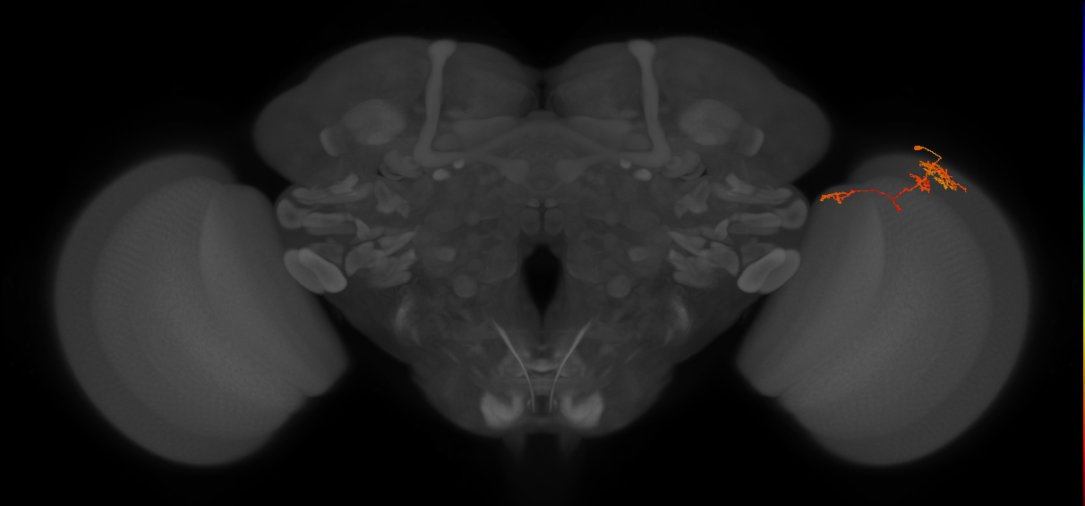 TmY13_R (MaleCNS:75475)
